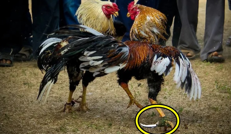 Homem morre ao ser atacado por galo quando levava animal para rinha